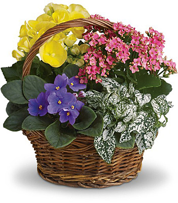Spring Has Sprung Mixed Basket from In Full Bloom in Farmingdale, NY